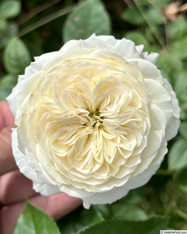 'Angels Delight (floribunda, Jalbert, 2022)' rose photo