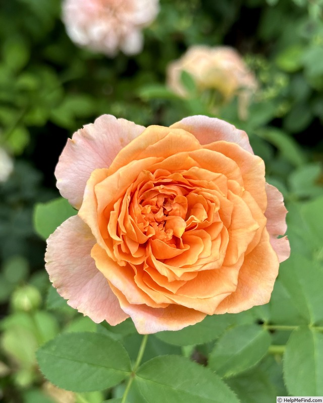 'Summer Heat' rose photo