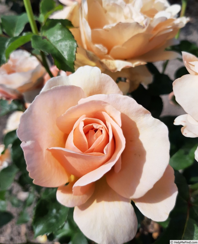 'EVEnambe' rose photo