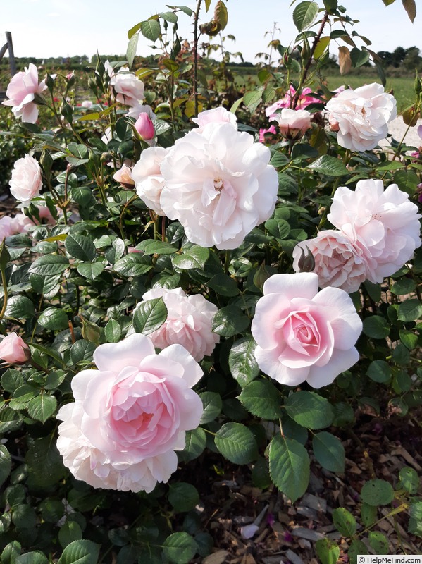 'The Peninsula Paris ®' rose photo