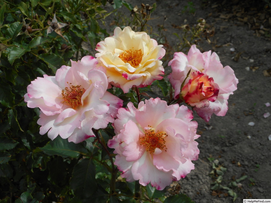 'EVEherloti' rose photo