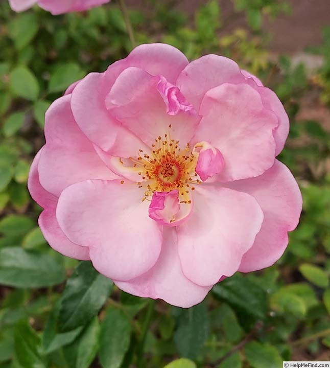 'Lavender Meidiland' rose photo