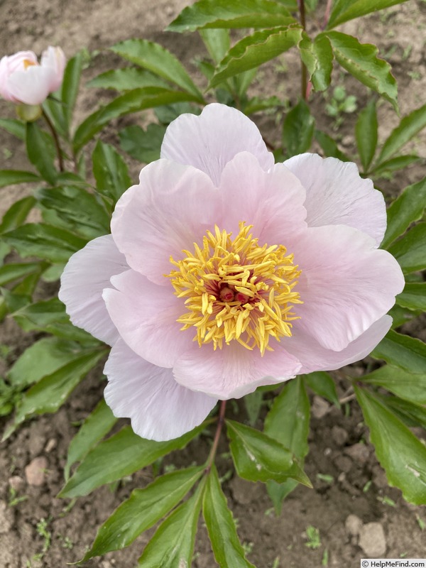 'Sunday Chimes' peony photo