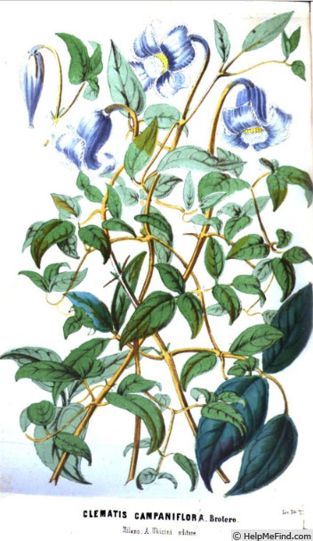 '<i>C. campaniflora</i> Brot.' clematis photo