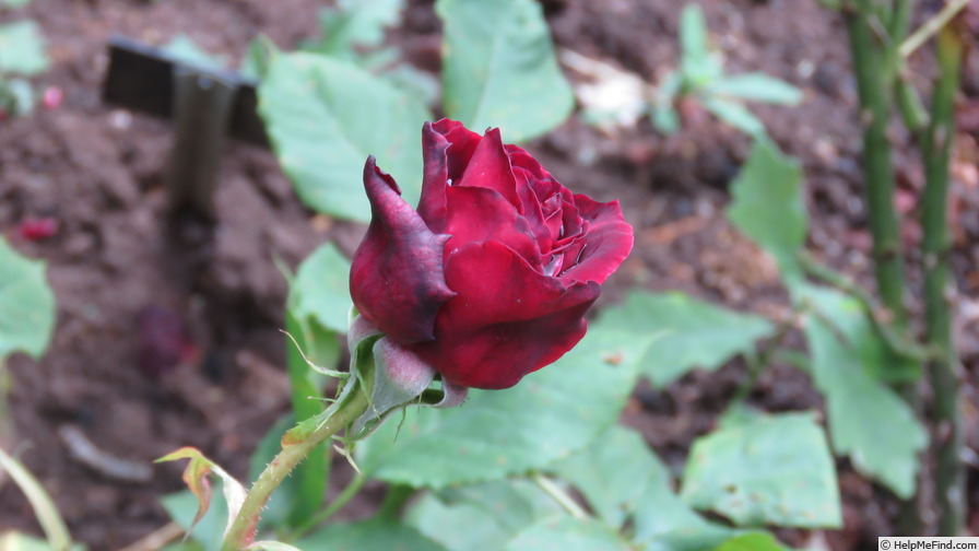 'Black Perfumella ®' rose photo