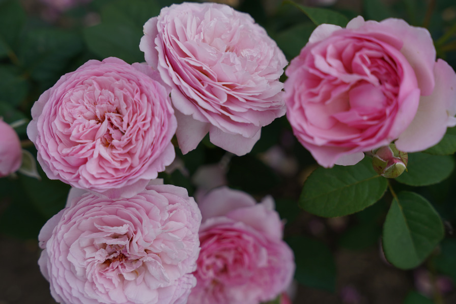 'Unique Aroma™ Sense Of Love®' rose photo