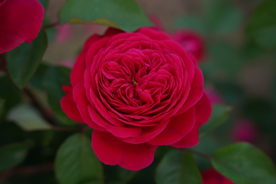 'André Rieu™  Sense of Love®' rose photo