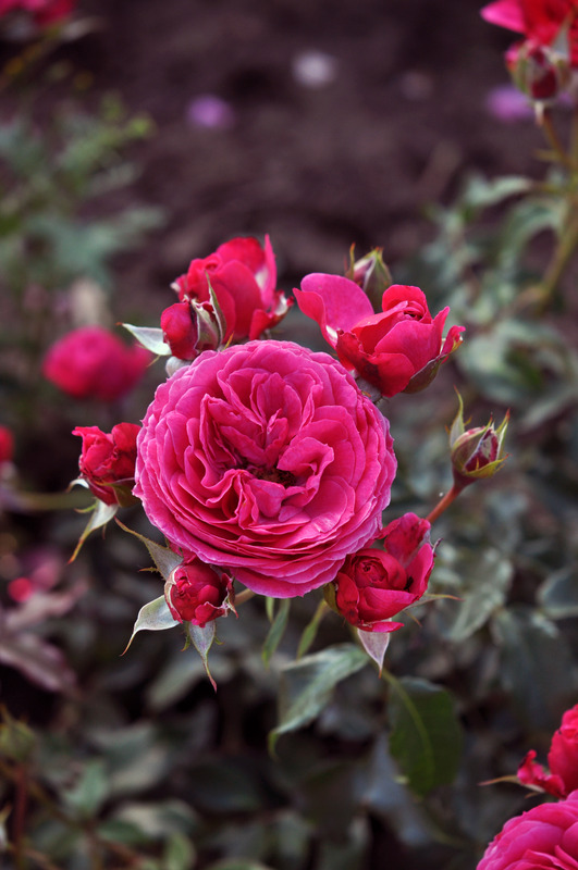 'Dolce ®' rose photo