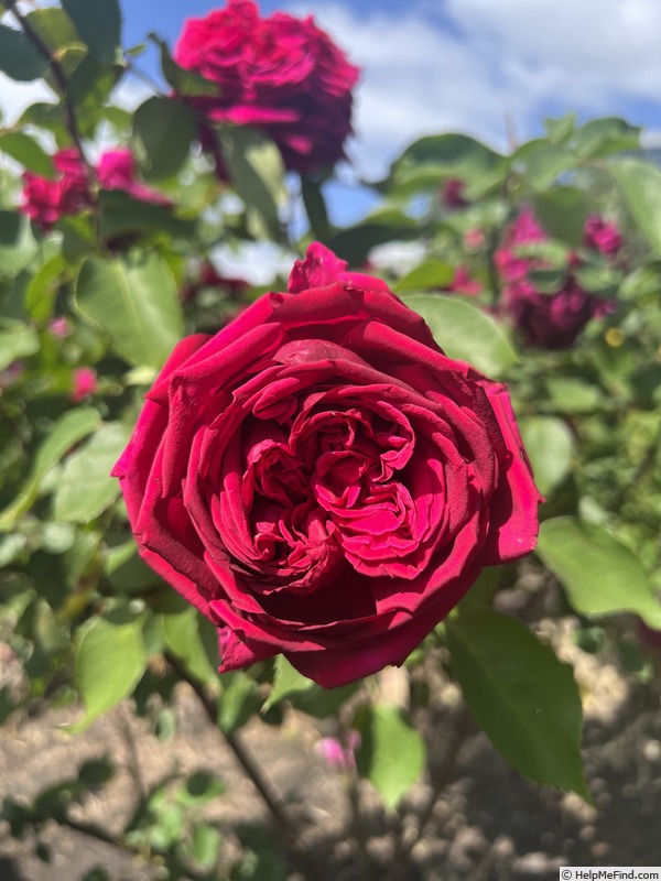 'Lady Endo' rose photo