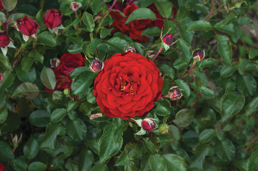 'Draga Frayla ®' rose photo