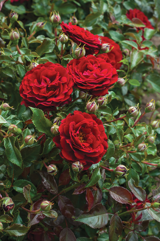 'Draga Frayla ®' rose photo