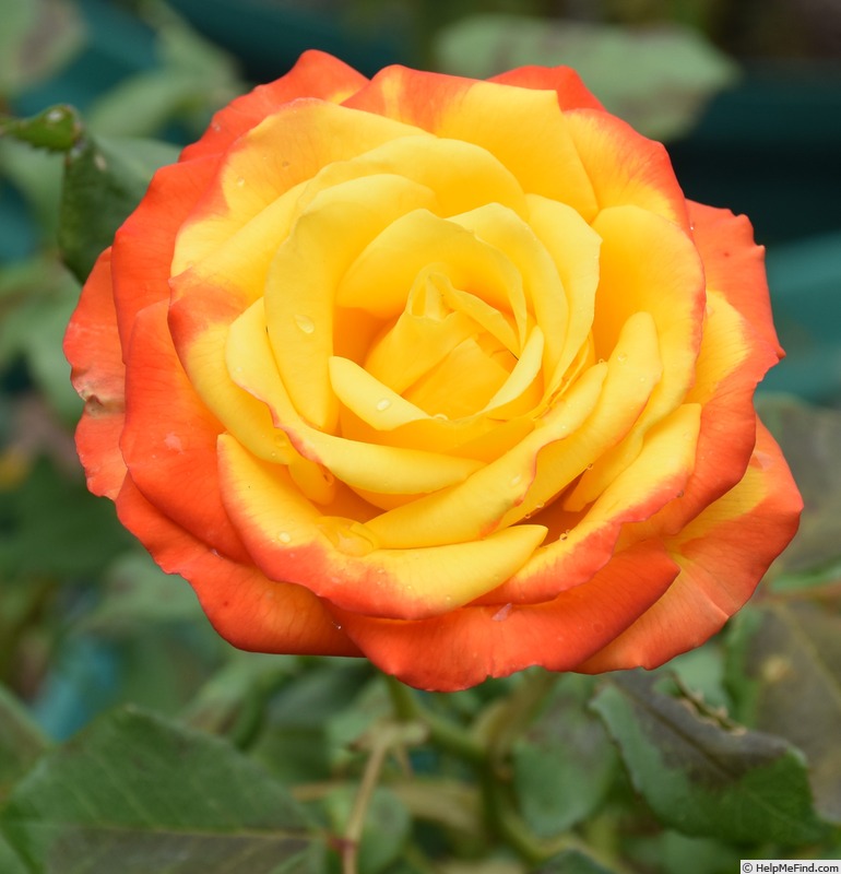 'Tequila Sunrise' rose, click to enlarge 'Tequila Sunrise' rose photo