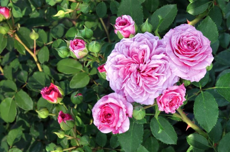 'Marija™ Frayla ®' rose photo