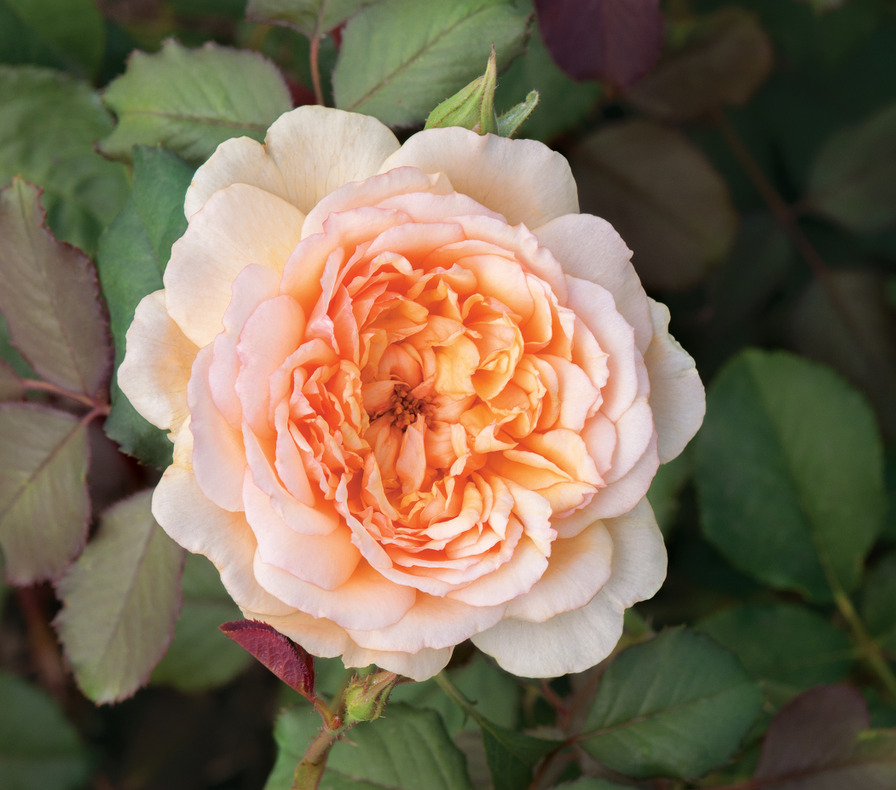 'Jelena™ Frayla ®' rose photo