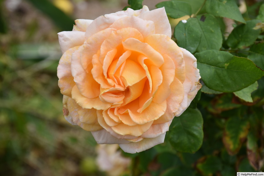 'Barossa Dream' rose photo