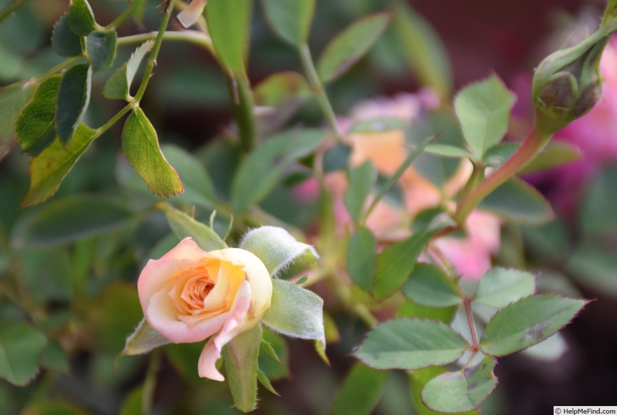 'Golden Song' rose photo