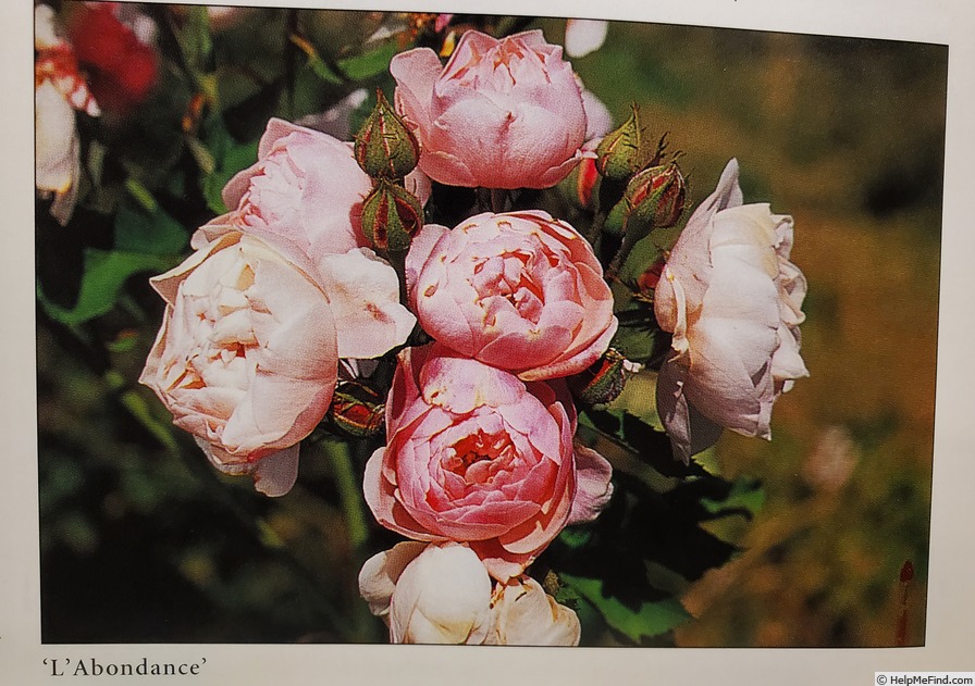 'Abondance' rose photo