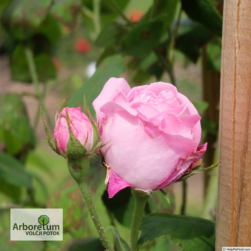 'Coupe d'Hébé (cl. bourbon, Laffay, 1840)' rose photo