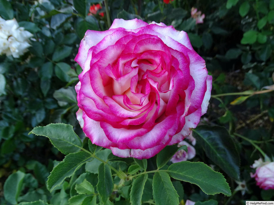 'Attracta' rose photo