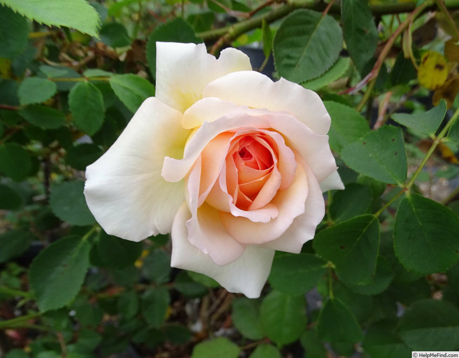 'Bathsheba' rose photo