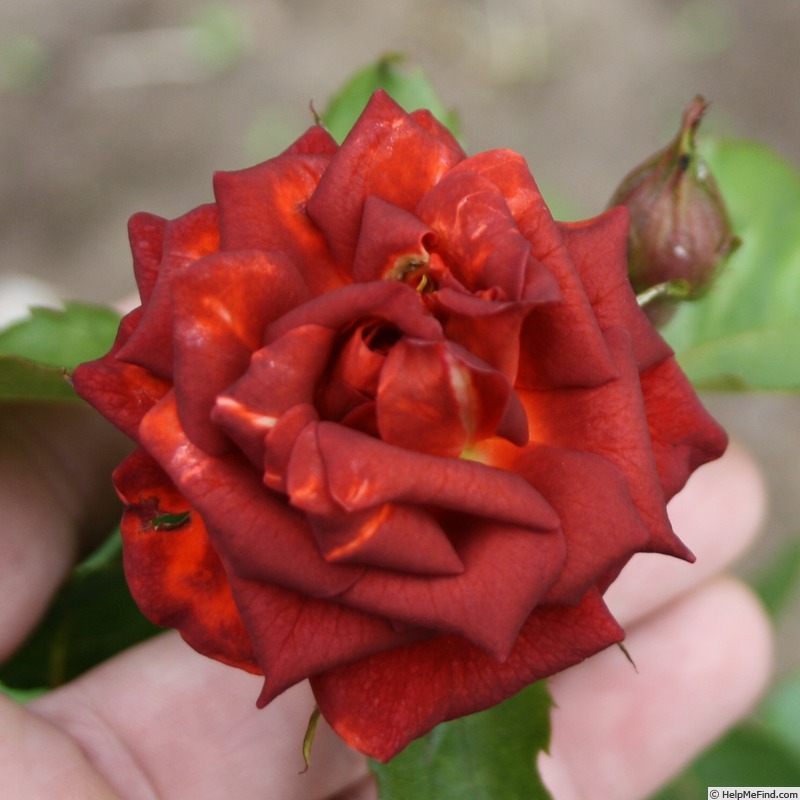 'Rusty (floribunda, Schade, 2024)' rose photo