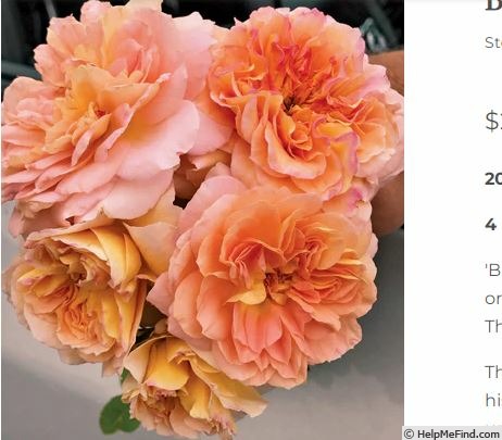 'Brazos Belle' rose photo