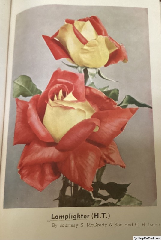 'Lamplighter (hybrid tea, McGredy, 1948)' rose photo