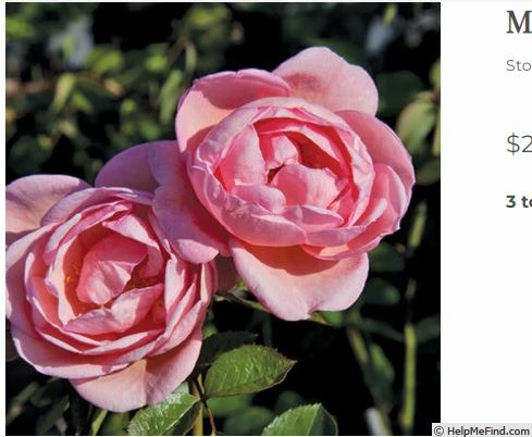 'Mrs. Howard Moore' rose photo