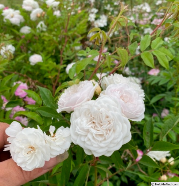 'Snowball' rose photo