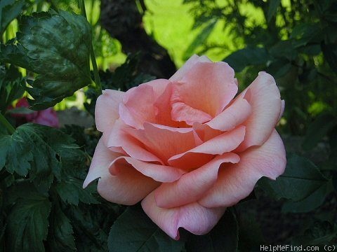 'Zambra 93' rose photo