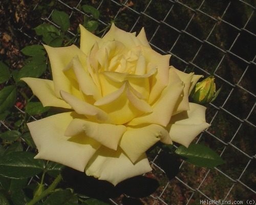 'Irish Gold' rose photo