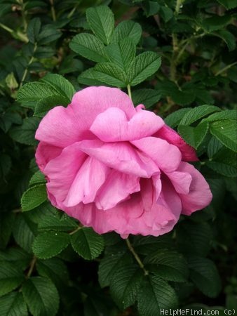 'Apart (hybrid rugosa, Uhl, 1981)' rose photo