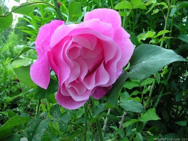 'Madame Grégoire Staechelin' rose photo