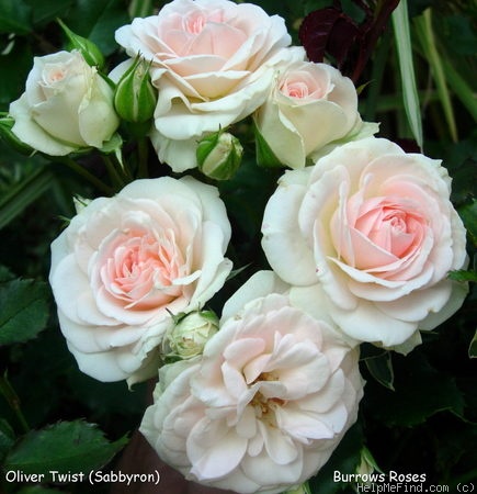 'Oliver Twist' rose photo