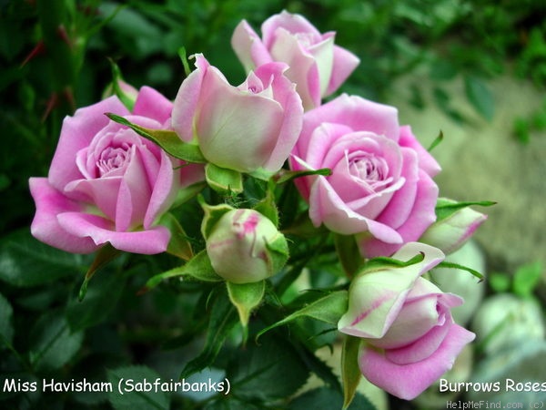 'Miss Havisham' rose photo