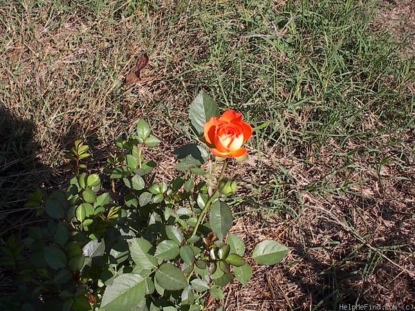 'Busy Bee ™ (miniature, Saville 1994)' rose photo