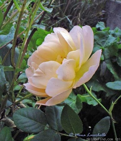'Comtes des Champagne' rose photo