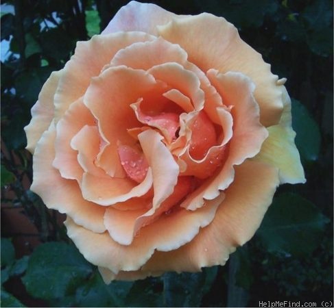 'Just Joey (Hybrid Tea, Cants, 1972)' rose photo
