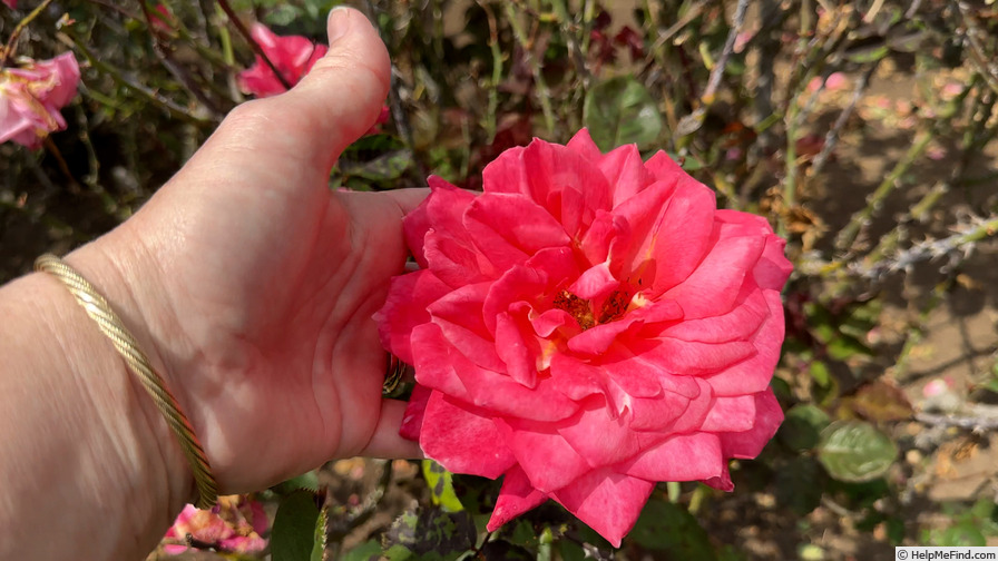 'Ovation' rose photo
