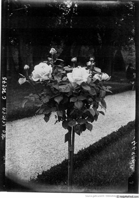 'Mademoiselle Honorine Duboc (Hybrid Perpetual, Duboc, 1894)' rose photo