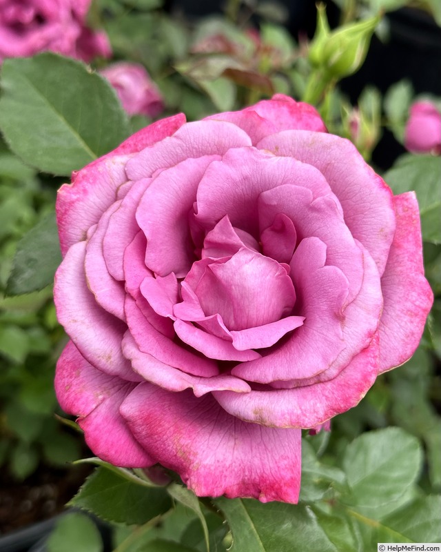 'Blue Paradise' rose photo