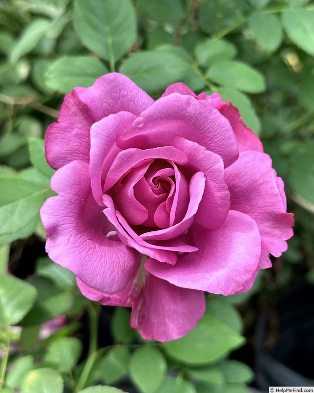 'Blue Paradise' rose photo