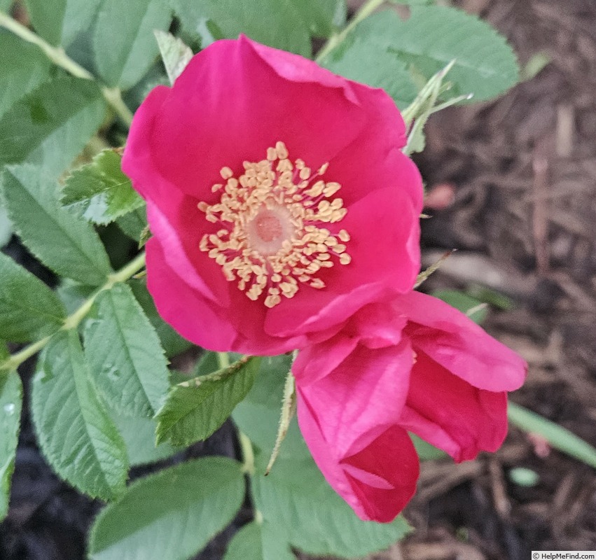 'Hart Crane' rose photo
