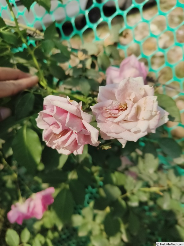 'Sadabahar, Cl.' rose photo