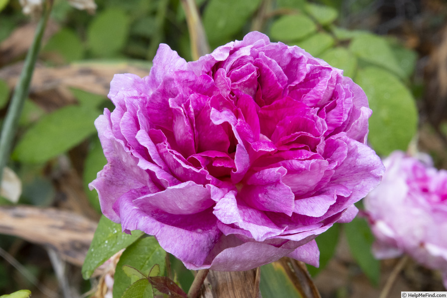 '<i>Rosa</i> X <i>francofurtana agatha</i>' rose photo