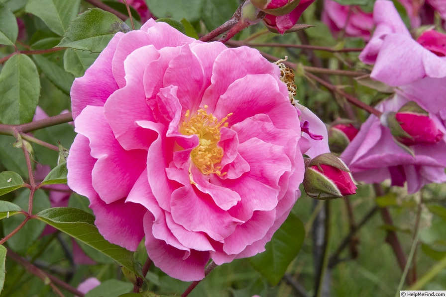 'Bess Lovett' rose photo
