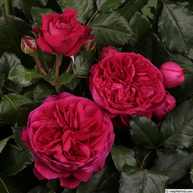 'Marietta ® (hybrid tea, Evers/Tantau, 2012/18)' rose photo