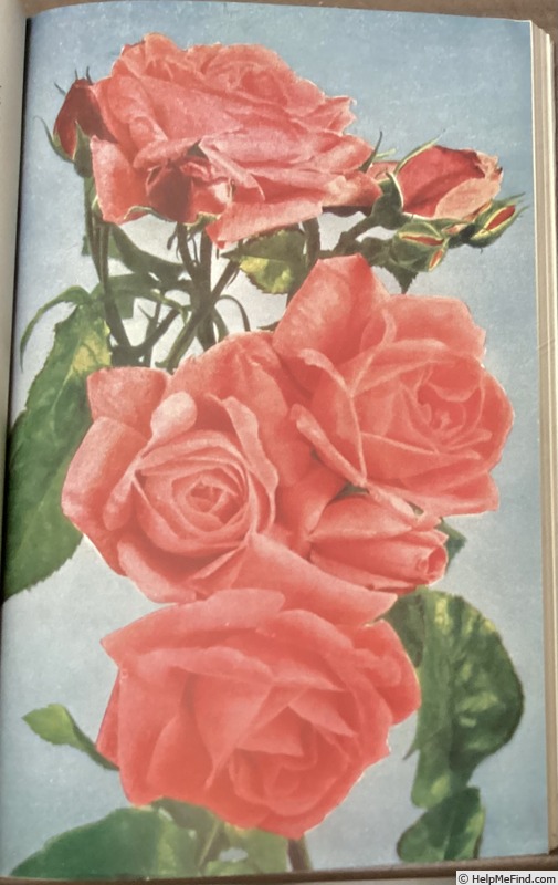 'Fashion (floribunda, Boerner, 1947)' rose photo