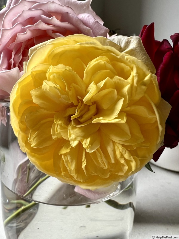 'Loreto Gold' rose photo