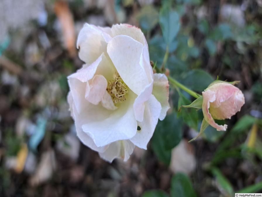 'Opalia' rose photo